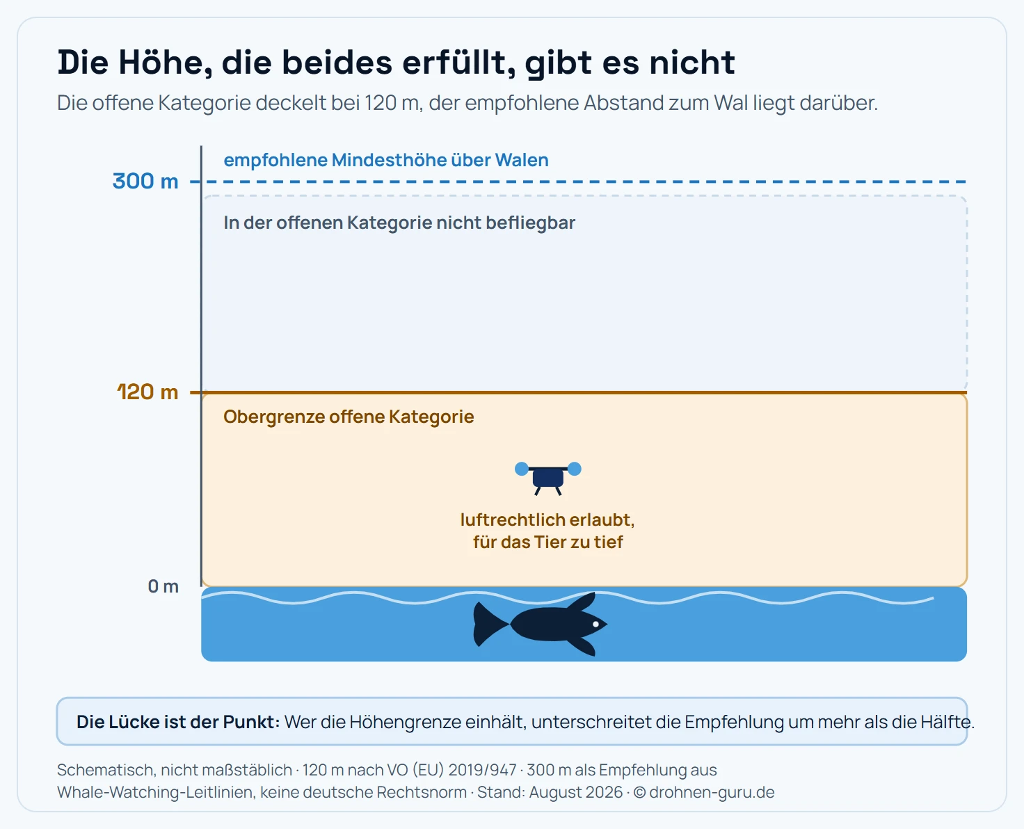 Höhenschema für Drohnenflüge über Meeressäugern. Über der Wasseroberfläche mit einem Wal liegen zwei Höhenmarken übereinander. Bei 120 Metern über Grund endet der in der offenen Kategorie erlaubte Luftraum nach der EU-Durchführungsverordnung 2019/947. Bei rund 300 Metern liegt die Mindesthöhe, die internationale Whale-Watching-Leitlinien für Luftfahrzeuge über Walen empfehlen. Der Bereich zwischen Wasseroberfläche und 120 Metern ist als Konfliktzone markiert: Ein Flug dort ist luftrechtlich zulässig, unterschreitet aber die naturschutzfachliche Empfehlung deutlich. Oberhalb von 120 Metern darf in der offenen Kategorie nicht geflogen werden, die empfohlene Höhe von 300 Metern ist damit unerreichbar.